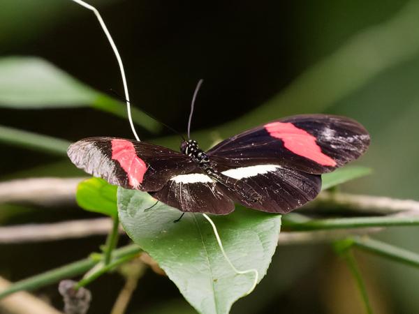 <h3><a href="/trips/costa-rica/biota/animalia/arthropoda/insecta/022 lepidoptera/033 nymphalidae heliconiinae/heliconius erato/heliconius erato-nl.html">Heliconius&nbsp;erato</a> / Erato&nbsp;heliconian / </h3>OM-1 Mark II met OLYMPUS M.150-400mm F4.5, 1/160 sec  bij F4.5, ISO 10000, afstand 2.72&nbsp;m